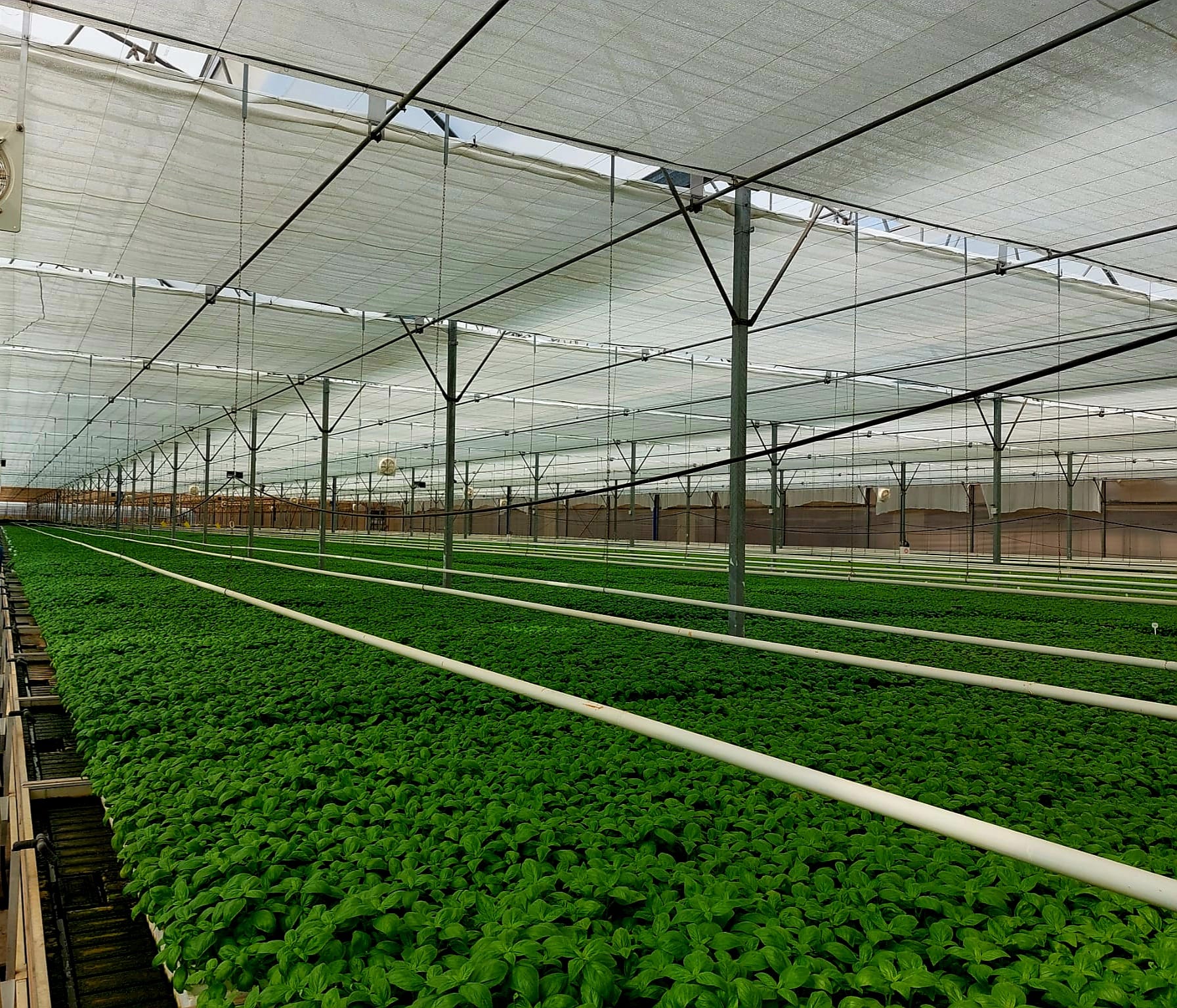 growing leafy greens.jpg